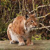 Buy canvas prints of Lynx, wild cat, watching by Sally Wallis