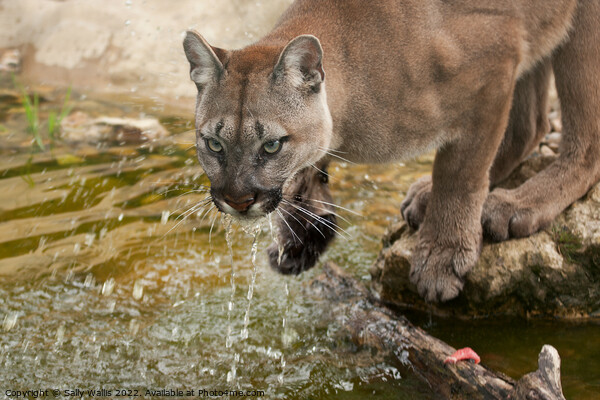 Cougar or mountain lion drinking Picture Board by Sally Wallis