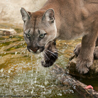 Buy canvas prints of Cougar or mountain lion drinking by Sally Wallis