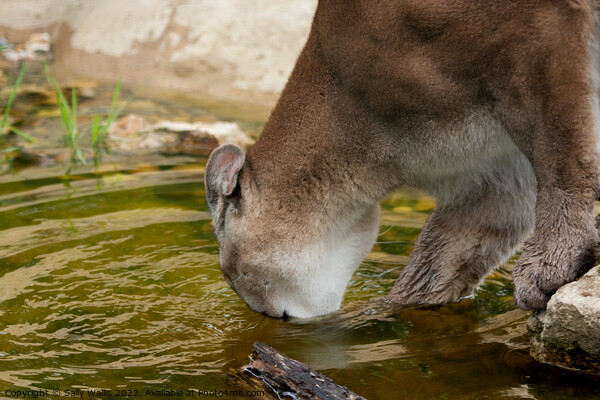 Mountain Lion drinking Picture Board by Sally Wallis