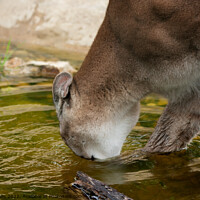 Buy canvas prints of Mountain Lion drinking by Sally Wallis
