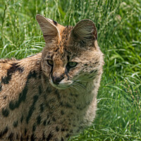 Buy canvas prints of Serval Cat by Sally Wallis