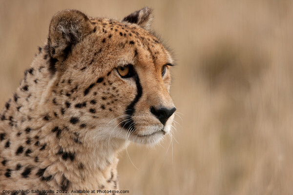Cheetah portrait Picture Board by Sally Wallis