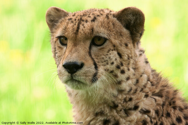 Portrait of a young cheetah Picture Board by Sally Wallis