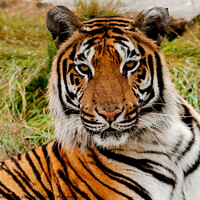 Buy canvas prints of Bengal Tiger by Sally Wallis