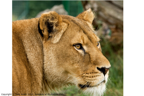 Lioness looking intently  Picture Board by Sally Wallis
