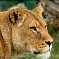 Buy canvas prints of Lioness looking intently  by Sally Wallis