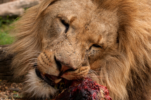 A lion gnawing on raw meat Picture Board by Sally Wallis