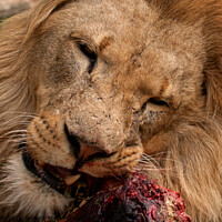 Buy canvas prints of A lion gnawing on raw meat by Sally Wallis