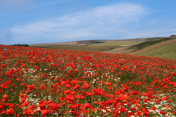 Long view over poppy fields Picture Board by Sally Wallis