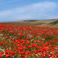 Buy canvas prints of Long view over poppy fields by Sally Wallis