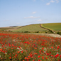 Buy canvas prints of South Downs Poppy field by Sally Wallis