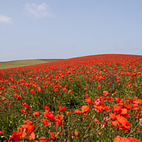 Buy canvas prints of Red Field Poppies by Sally Wallis