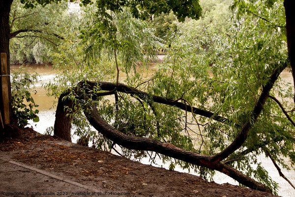 Willow Tree Hiding Emajogi River, Tartu, Estonia Picture Board by Sally Wallis