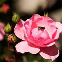 Buy canvas prints of Fly on Pink Rose by Sally Wallis