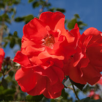 Buy canvas prints of Bright red rose against dark blue sky by Sally Wallis