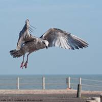 Buy canvas prints of Herring-gull swooping down on a tidbit by Sally Wallis