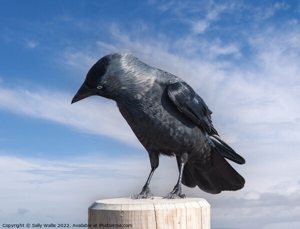 Jackdaw perched on a post Picture Board by Sally Wallis