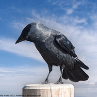 Buy canvas prints of Jackdaw perched on a post by Sally Wallis