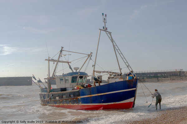 Fishing boat being landed on beach Picture Board by Sally Wallis