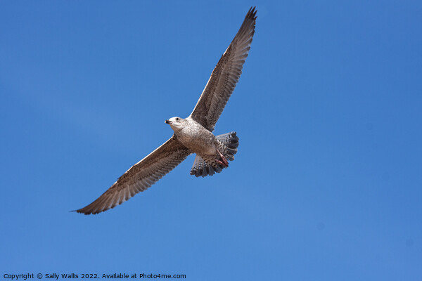 Herring Gull soaring against blue sky Picture Board by Sally Wallis