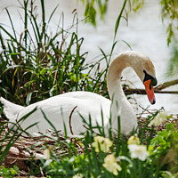 Buy canvas prints of Nesting Swan by Sally Wallis