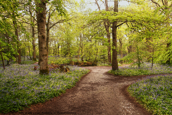 Wet paths through wet woodland Picture Board by Sally Wallis