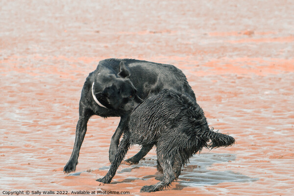 Black dogs play-wrestling on beach Picture Board by Sally Wallis
