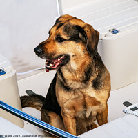 Buy canvas prints of Dog on Board by Sally Wallis