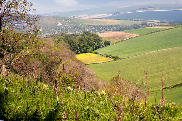 View from Downs in Friston Forest East Sussex Picture Board by Sally Wallis