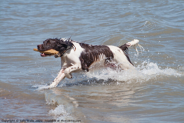 Spaniel retrieved wood from sea Picture Board by Sally Wallis