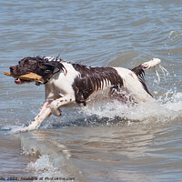 Buy canvas prints of Spaniel retrieved wood from sea by Sally Wallis
