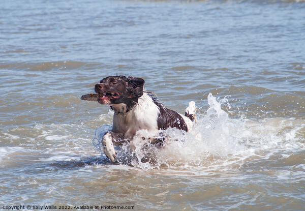 Springer spaniel coming ashore Picture Board by Sally Wallis