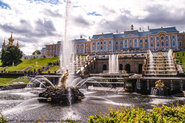 Peterhof Palace & Samson fountain Picture Board by Sally Wallis