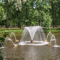 Buy canvas prints of Fountain in Lower Garden, Peterhof by Sally Wallis