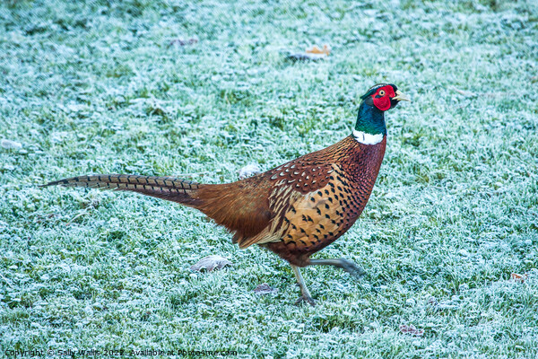 Pheasant strutting on frosty grass Picture Board by Sally Wallis