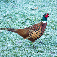Buy canvas prints of Pheasant strutting on frosty grass by Sally Wallis