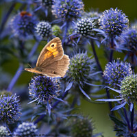 Buy canvas prints of Hedgebrown butterfly on eryngium by Sally Wallis