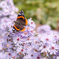 Buy canvas prints of Red Admiral Butterfly on Michelmas Daisies by Sally Wallis