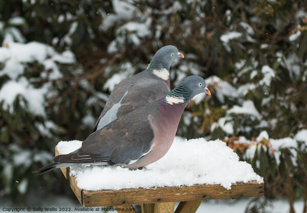 Frustrated Wood Pigeons Picture Board by Sally Wallis