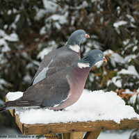 Buy canvas prints of Frustrated Wood Pigeons by Sally Wallis