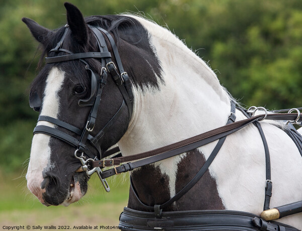Horse with dual control harness Picture Board by Sally Wallis