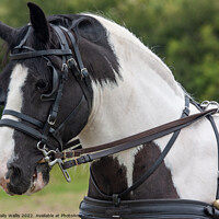Buy canvas prints of Horse with dual control harness by Sally Wallis