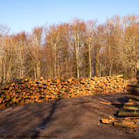 Buy canvas prints of Piles of logs by Sally Wallis