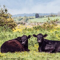 Buy canvas prints of Two black marshland steers by Sally Wallis