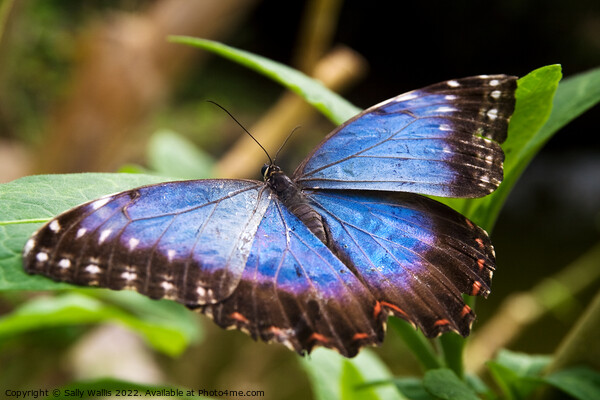 Blue Morpho Butterfly Picture Board by Sally Wallis