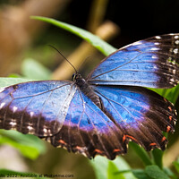 Buy canvas prints of Blue Morpho Butterfly by Sally Wallis