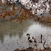Buy canvas prints of Dog watching ducks by Sally Wallis