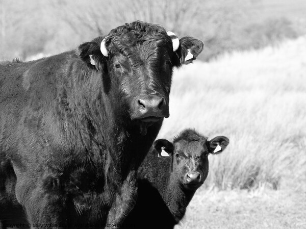 Calf peering around Mom Picture Board by Sally Wallis