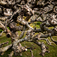 Buy canvas prints of Much Pruned Apple Tree by Sally Wallis